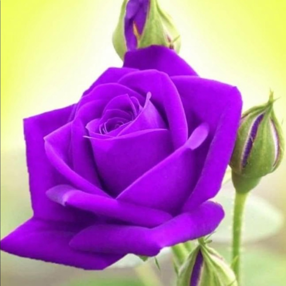 Meet your Posher, Monica